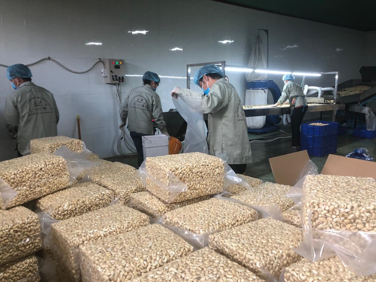 12 Steps Processing Process of Vietnam Cashew Nuts - KCR Import and ...